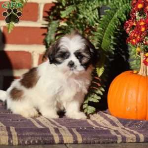 Jewel, Shih Tzu Puppy
